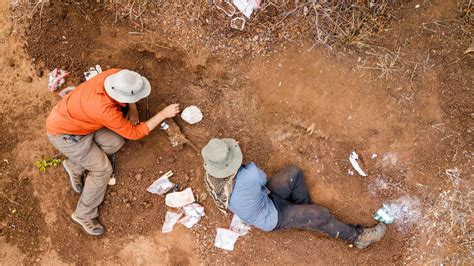 Zimbabue Paleont Logos Descubren Los F Siles Del Dinosaurio M S