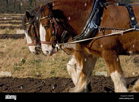 Shire Horses Pulling A Plough Stock Photo Alamy