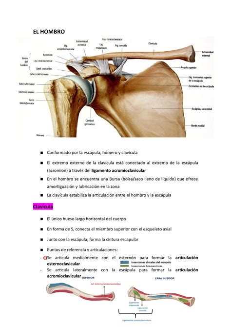 El Hombro El Hombro Conformado Por La Escápula Húmero Y Clavícula El