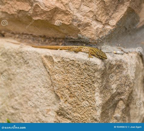 Male Catalonian Wall Lizard Stock Photo Image Of Northeastern