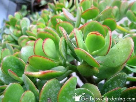 Green Plants With Red Tips Are Growing In The Sun On A Sunny Day Close Up