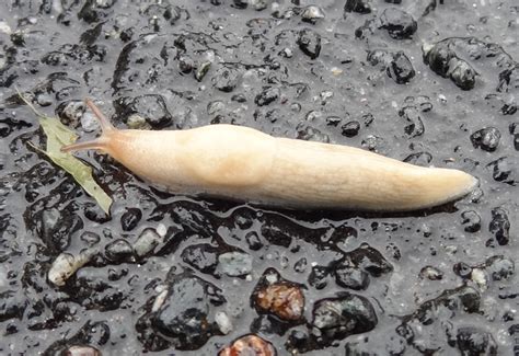 Probably Not A Ghost Slug In Maryland Whats That Bug