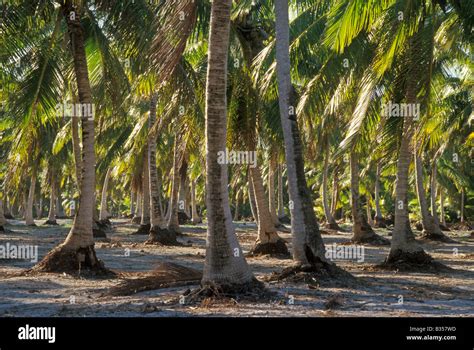 Bikini Island Coconut Palm Trees Planted For Us Doe Tests For