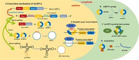 Frontiers Circular RNA PRKCI Hsa Circ 0067934 A Potential Target