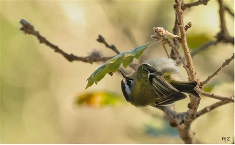 Grand Comptage Des Oiseaux L Tinbulle