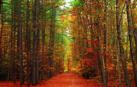 Wallpaper Road Autumn Forest Leaves Trees Park Alley For Mobile