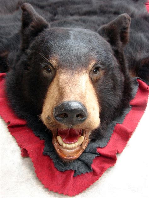 Newer Black Bear Skin Rug Cranberry Red Black Double Felt - Moose-R-Us ...