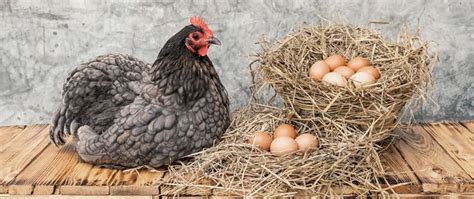 Top 6 Best Egg Laying Chicken Breeds Self Sufficient Projects