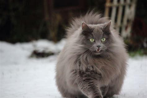 Top 137 + Long haired cat breeds grey - polarrunningexpeditions