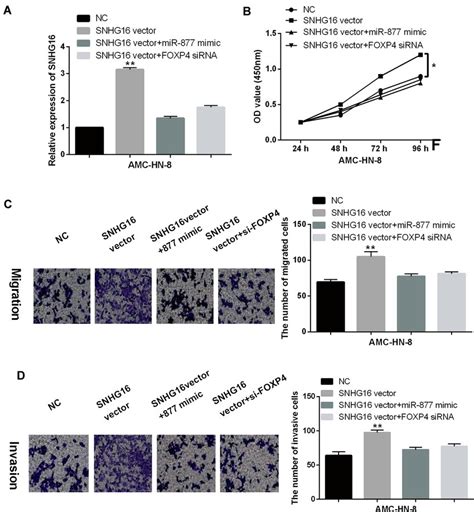 SNHG16 Is Involved In LSCC Tumorigenesis By Regulating MiR 877 5p FOXP4