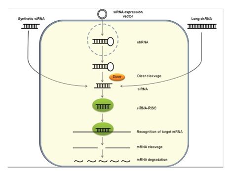 Schema Of The Rnai Pathway Schematic Representation Of Sirna Mediated