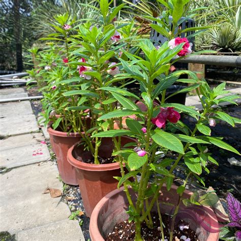 biji benih bunga kaembong bunga batik impatients balsam