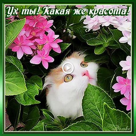Открытка комплимент кошки гиф привет друзьям кошки гиф для настроения ...