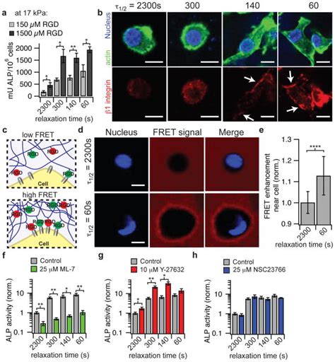 Hydrogels With Tunable Stress Relaxation Regulate Stem Cell Fate And