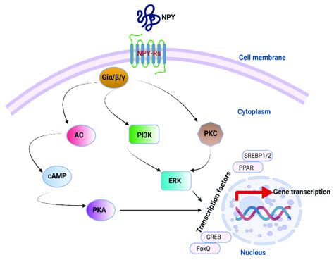 Npy Downstream Signaling Pathways The Representation Shows The