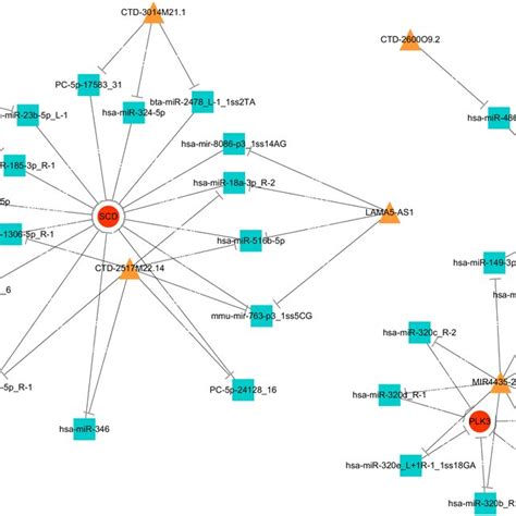 Interaction Network Of Differentiated Lncrna Mirna Mrna In Normal Ir Download Scientific