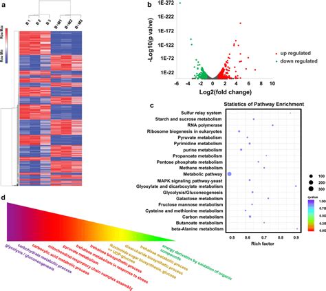 Results Of Rna Seq Transcriptome Analysis A Hierarchical Clustering Of