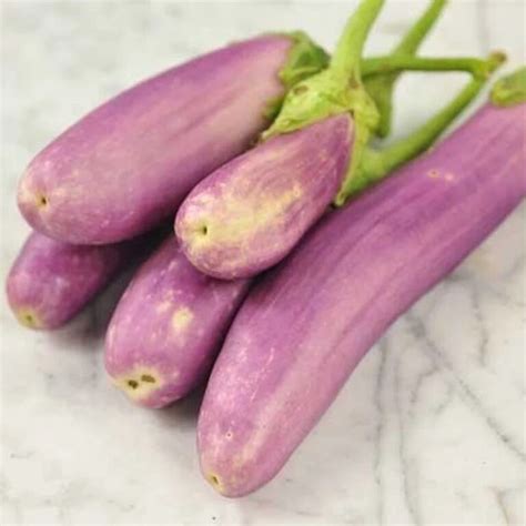 Bio Saatgut Aubergine Kashmiri Brinjal