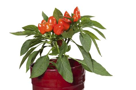 Come Coltivare Peperoncino In Vaso E A Terra