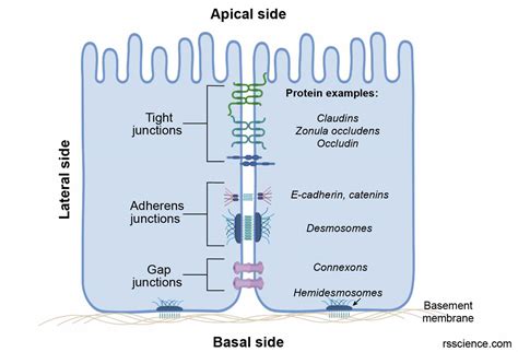 Epithelium Definition Characteristics Cell Structures Types And