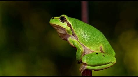 Sound Of Frogs Frog Sound For Relaxation And Sleep Nature Sounds