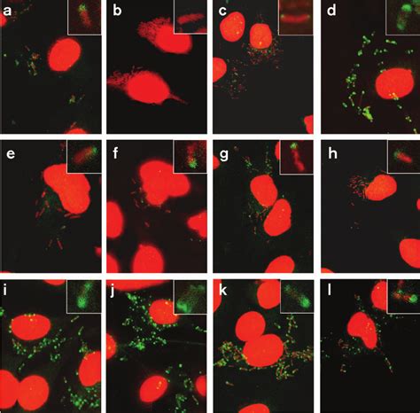 Detection Of Icsa On The Cell Surface Of S Flexneri Strains Growing