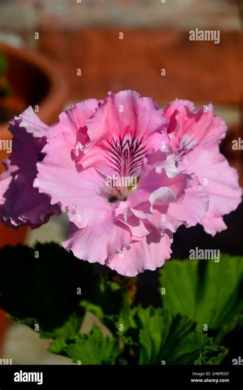 Pink Pelargonium Grandiflorum Persian Queen Regal Flowers Grown In A Flowerpot At Rhs Garden