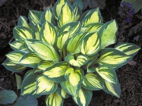 1000 Images About •¨•¸¸♥ Coleus And Hostas ♥ ¸¸•¨• On Pinterest