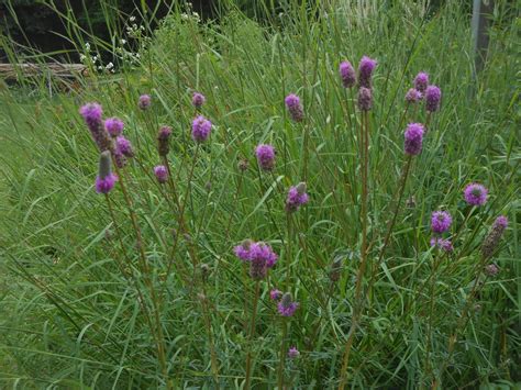 Purple Prairie Clover Beaux Arbres Plantes Indigènes Native Plants