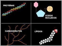 Macromoléculas polímeros y monómeros Slide Set