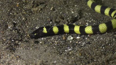 Turtle Headed Sea Snake Digging In Sand Stock Footage Videohive