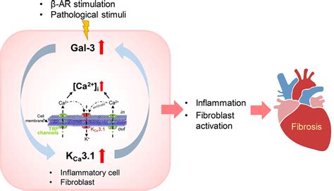 Gal 3 Galectin 3 And KCa3 1 Mediate Heterogeneous Cell Coupling And