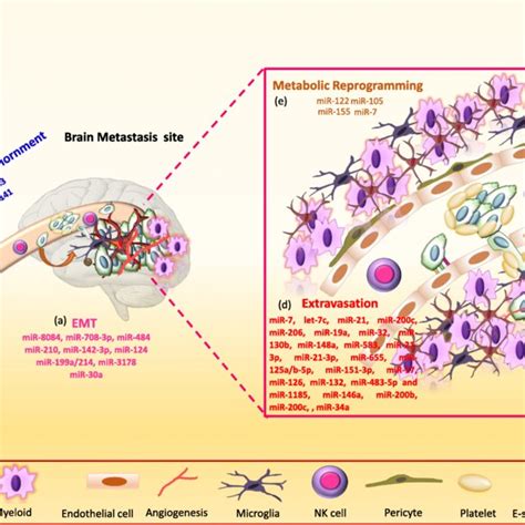 Mirnas Function At Multiple Steps Of Breast Cancer Brain Metastasis