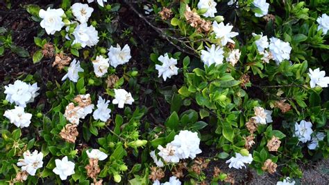 Gardenia plant care and culture | Travaldo's blog