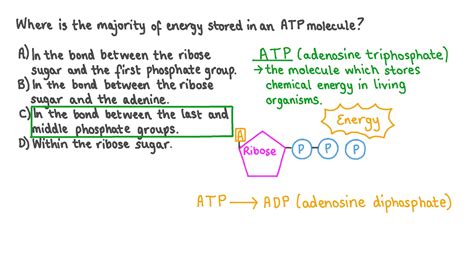 Where Is the Energy Stored in an Atp Molecule