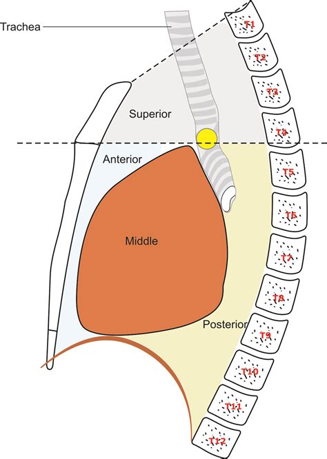 Techniques Of Linear Endobronchial Ultrasound Intechopen