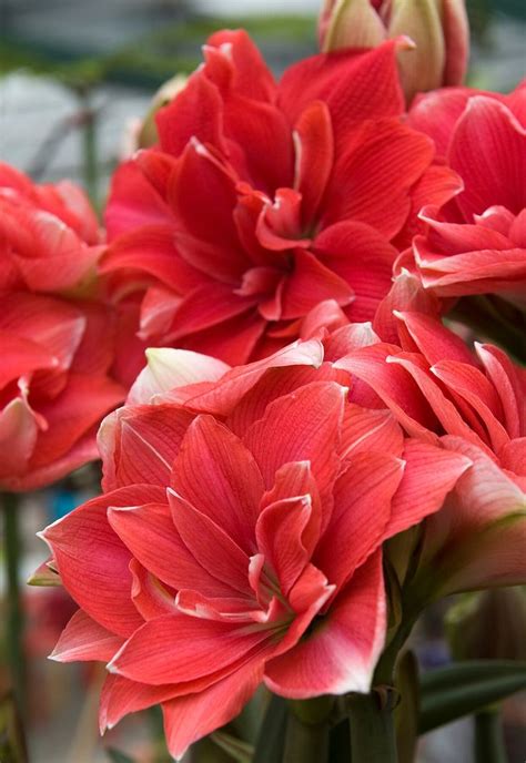 Stunning Amaryllis Varieties To Plant Right Now Amaryllis Flowers