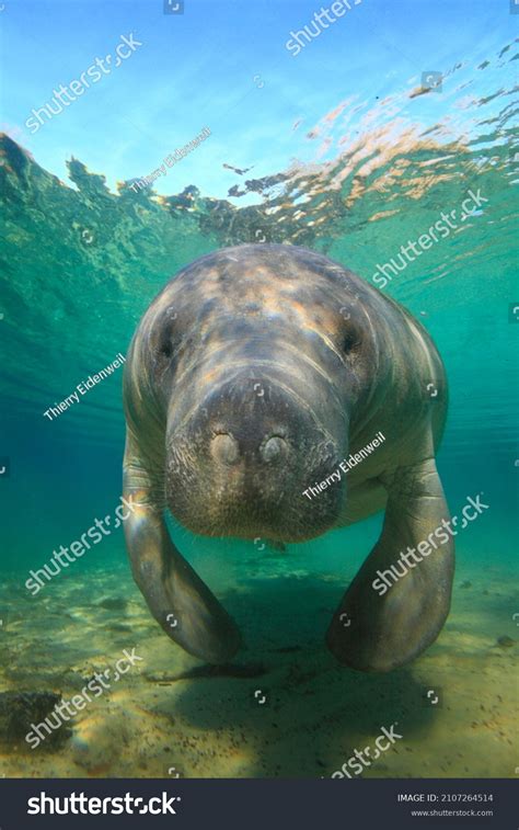 Manatees Crystal River Hot Springs Florida Stock Photo 2107264514 ...