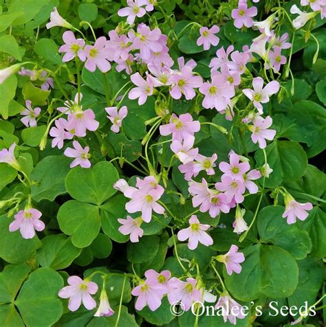 Oxalis Pink Flowering Wood Sorrel Green Leaf Shamrock Plant