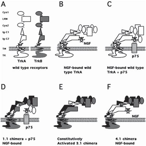 Hypothetical Model Of Trka Ngf P Interactions Receptor