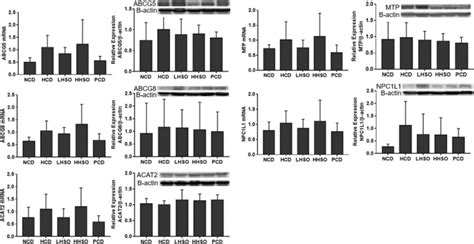 Mrna And Protein Levels Of Niemann Pick C1 Like 1 Npc1l1 Atp Binding