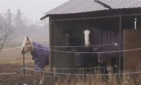 Deadly horse infection found in region