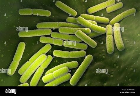 Escherichia Coli Microscope Banque Dimage Et Photos Alamy