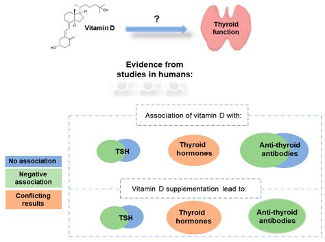 Ijms Free Full Text Vitamin D And The Thyroid A Critical Review Of