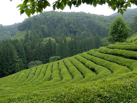 Growing tea in Korea