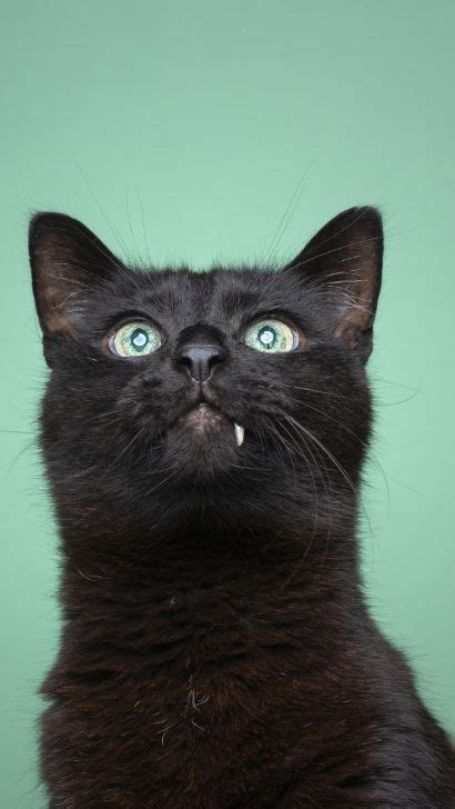 List Of Black Cat Breeds With Green Eyes Black Cats With Green