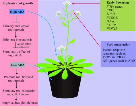 The Molecular Basis Of Aba Mediated Plant Response To Drought A High Download Scientific