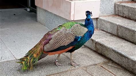 Relaxing Bites 1min Two Peacocks In The Stairs Youtube