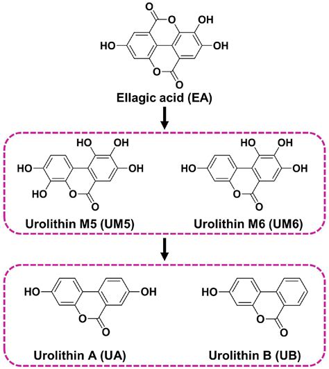 Frontiers Identification Of Ellagic Acid And Urolithins As Natural