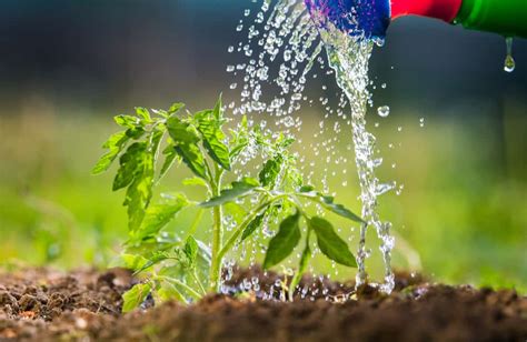 Watering Tomato Plants How To How Often How Much Tomato Bible